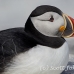 puffin_atlantic_msi_h_1391_can1012.jpg